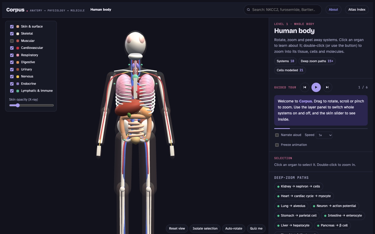 3D human body with organ systems
