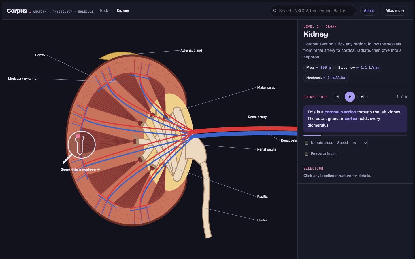 Coronal section of the kidney