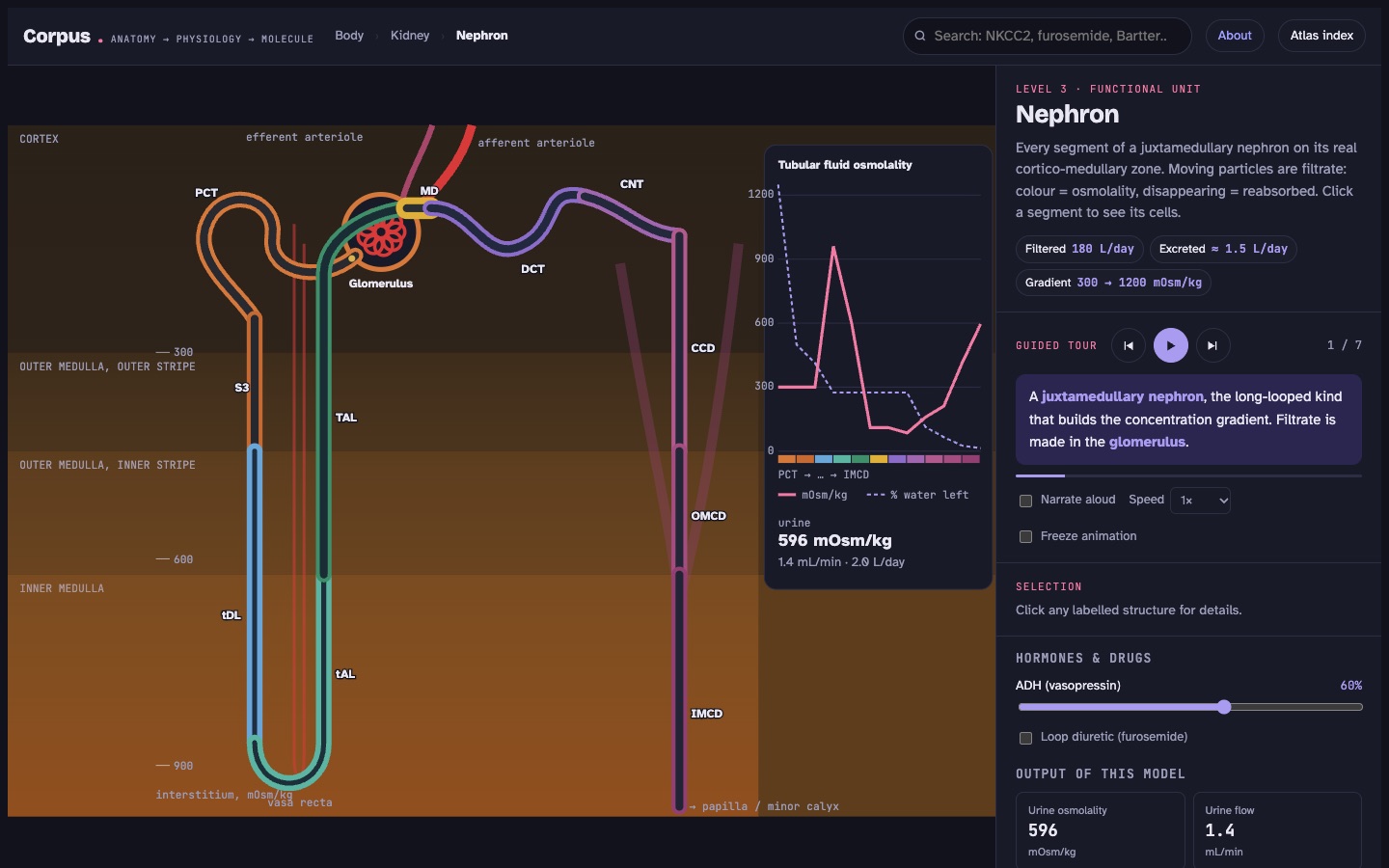 Nephron with osmolality gradient
