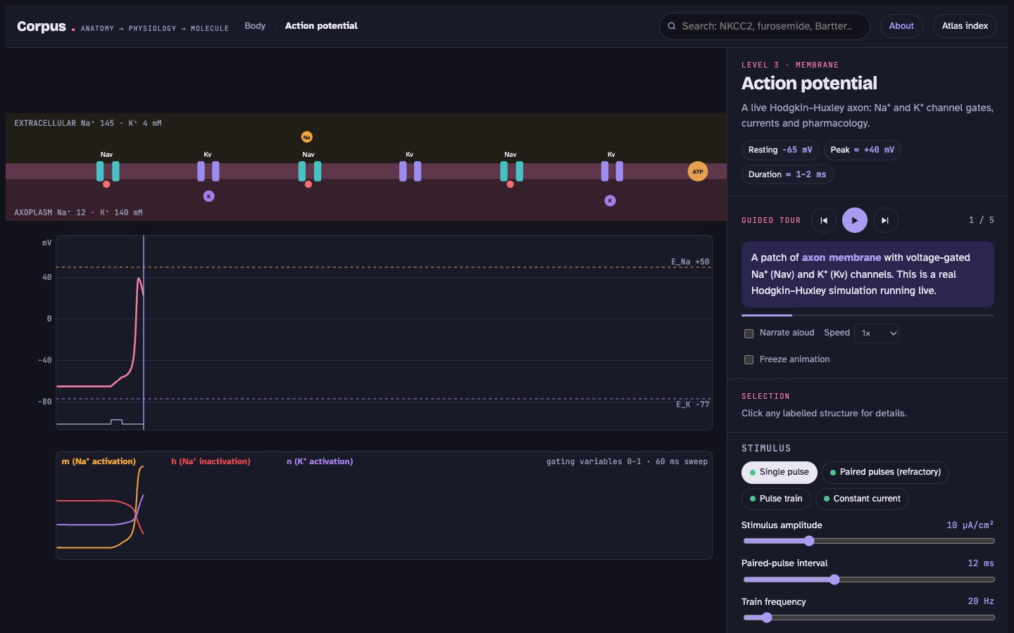 Hodgkin–Huxley action potential simulator